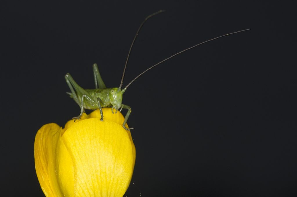 tettigoniidae viridissima????